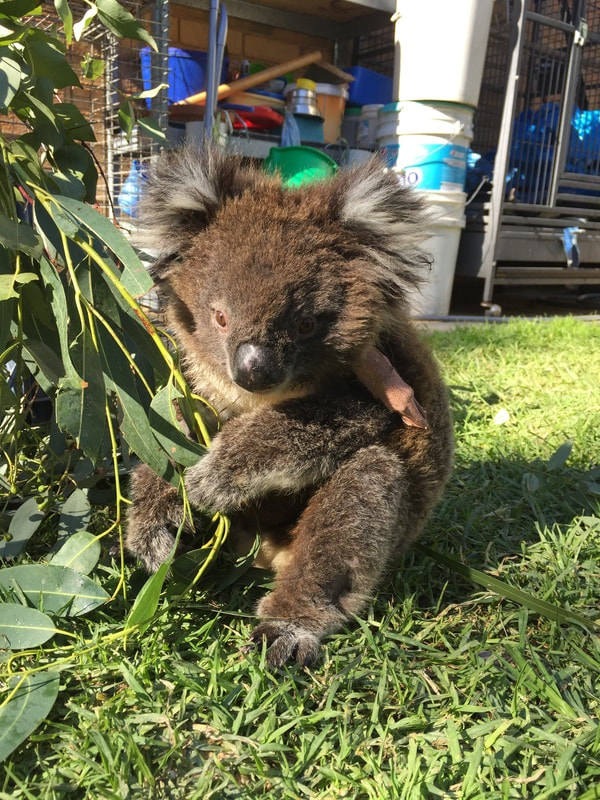 Adelaide Koala Wildlife Centre 