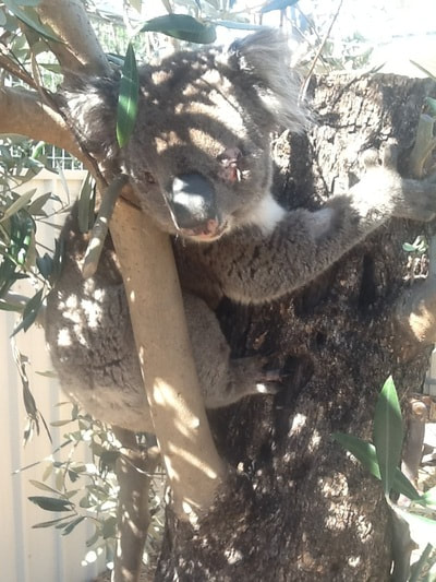 Adelaide Koala Wildlife Centre  