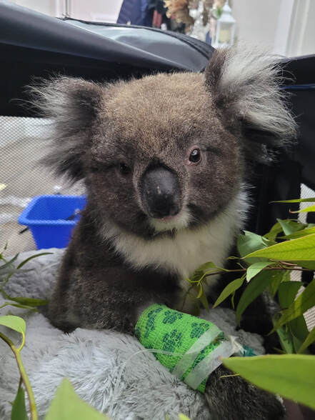 Joey koala dog attack victim