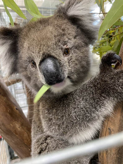Koala eating leaf at Adelaide koala