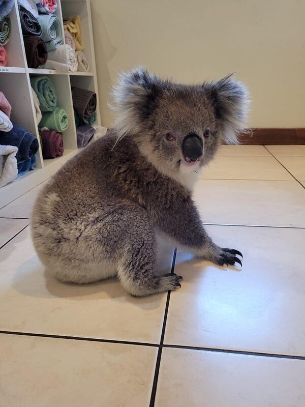 Koala after dog encounter