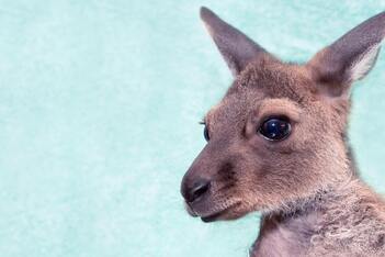 Donate to Adelaide Koala and Wildlife
