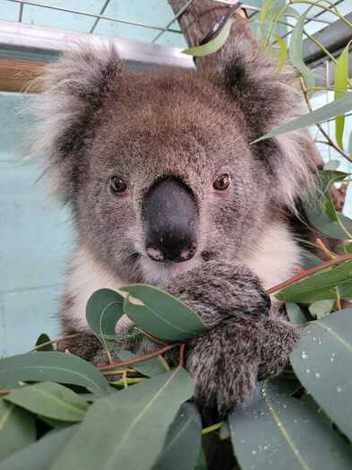 Koala eating leaf at AKAWC
