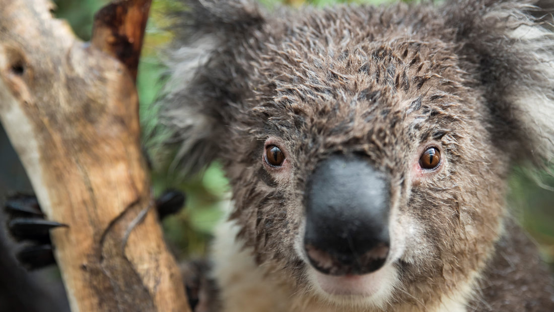Donation Adelaide Koala Centre