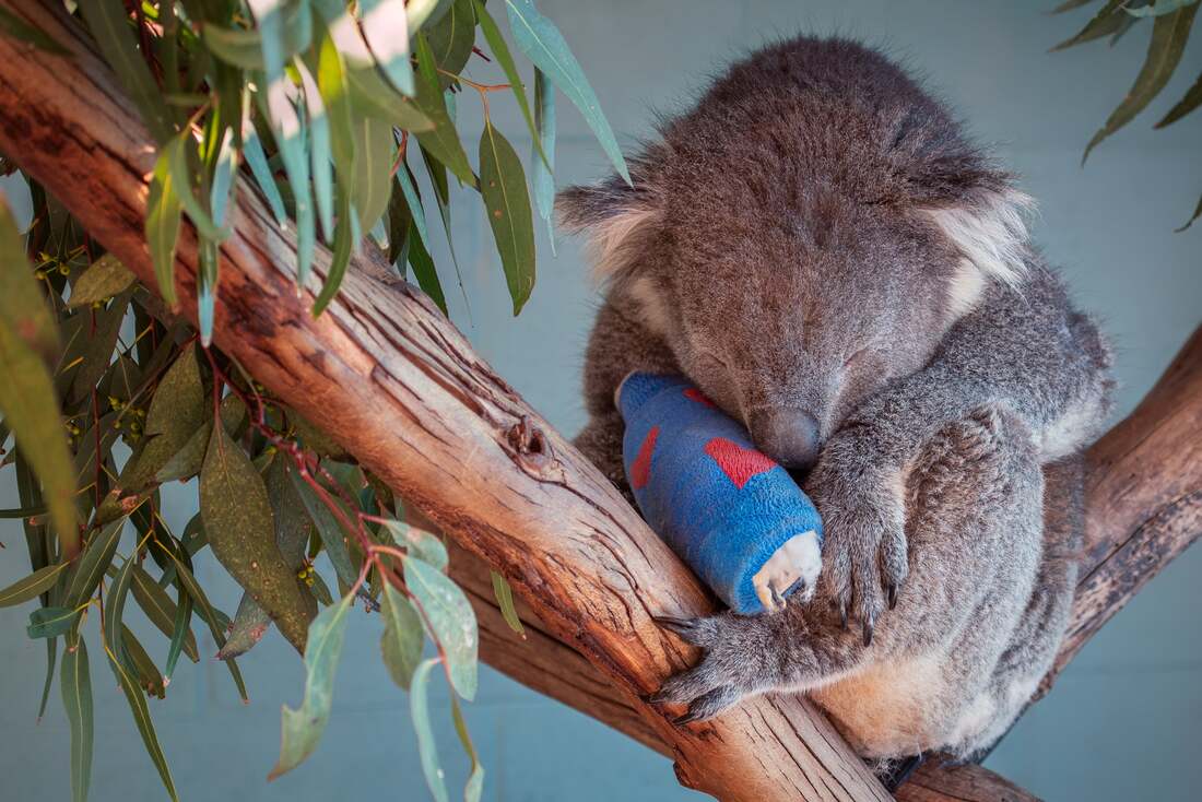 Koala Adelaide Koala and Wildlife Centre