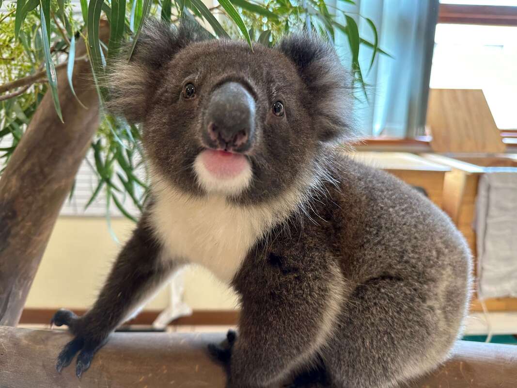 adelaide koala centre
