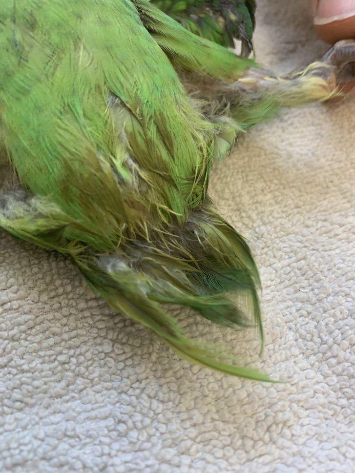 Beak and feather lorikeet