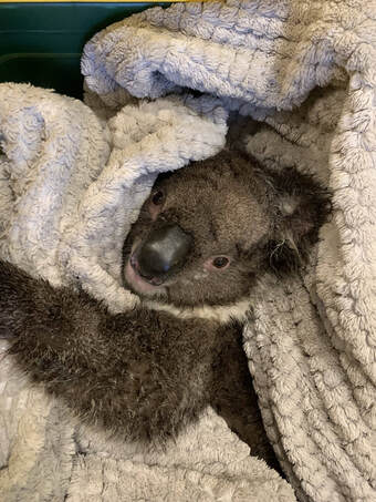 Koala at vets dog attack