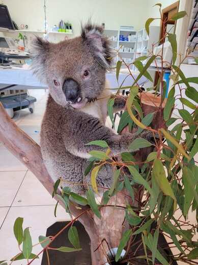 Koala eating leaf at Adelaide koala and wildlife centre