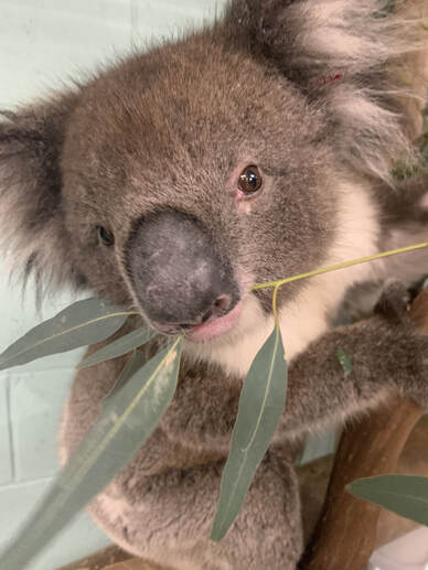 Koala at Adelaide Koala and Wildlife eating leaf