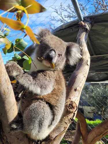 Koala eating leaf at AKAWC
