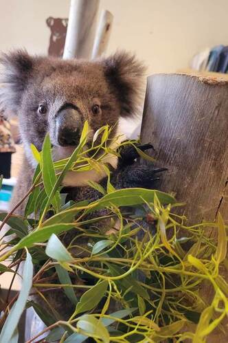 Koala eating leaf at Adelaide Koala and Wildlife Centre