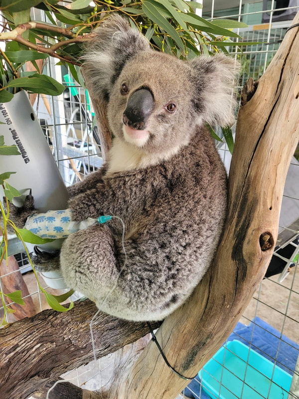 Dog attack victim Eliza koala