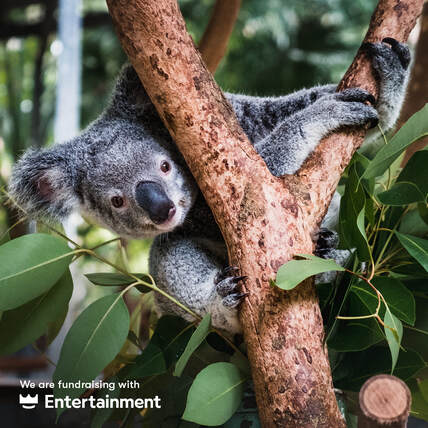 support koalas buy fundraiser