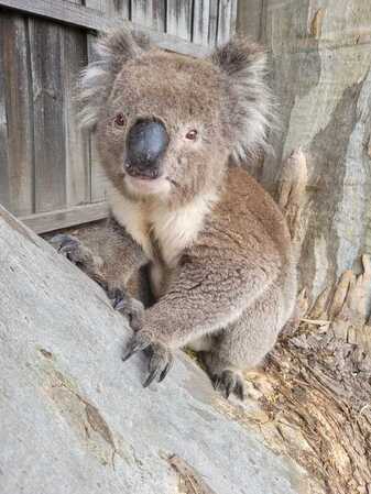 Koala and hot weather