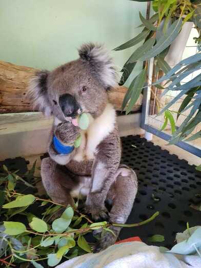Koala eating leaf at Adelaide Koala and wildlife centre